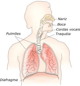 Anatomia sistema de respiração - A fonte do som